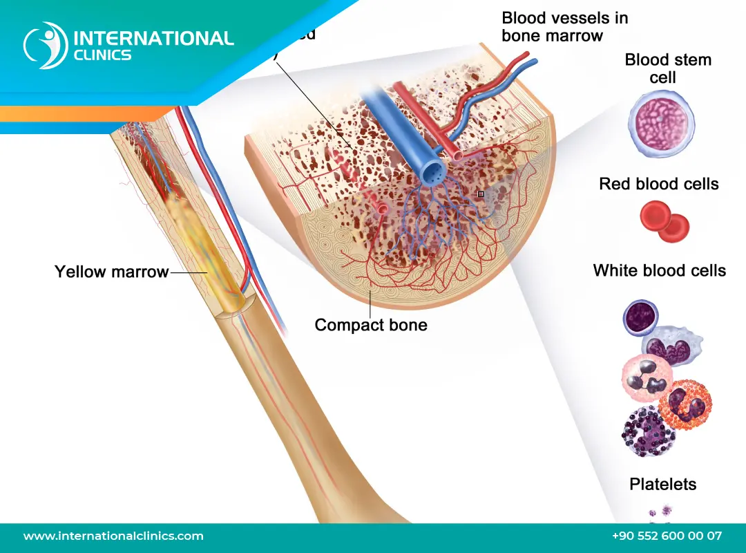نخاع العظم: وظائفه، فوائده وعلاجاته المتطورة!