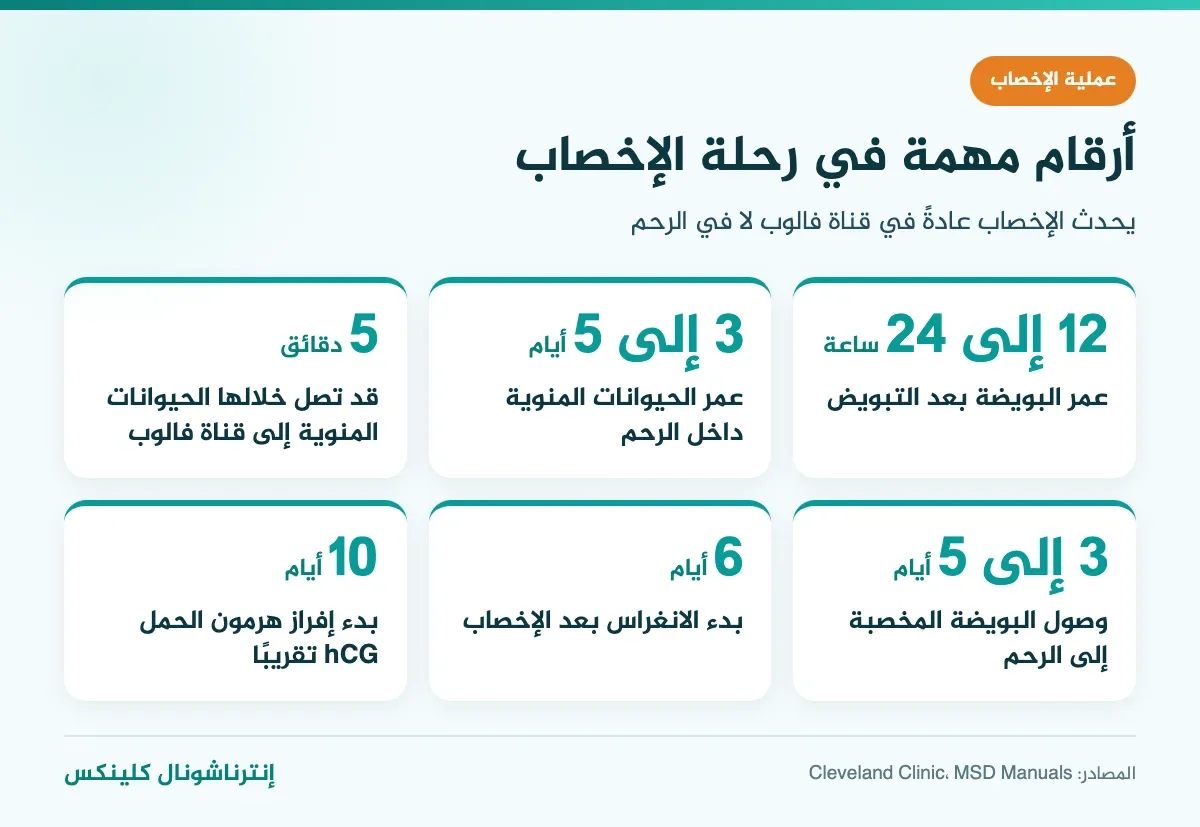 أين تحدث عملية الإخصاب ومدة كل مرحلة: عمر البويضة والحيوان المنوي وموعد الانغراس
