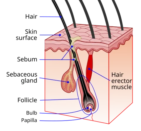 Turkey vs. Mexico hair transplant: diagram of the hair follicle transplanted in FUE and DHI