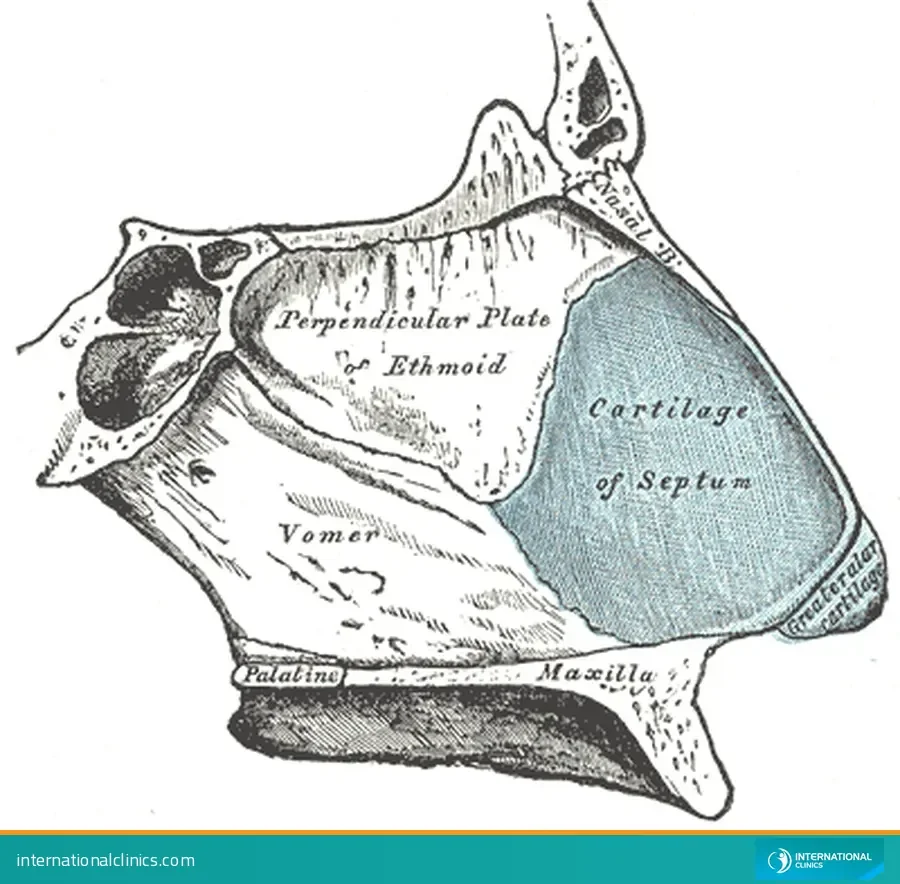 Side-view anatomy drawing of the nasal septum cartilage and bones that support the nose, from Gray's Anatomy