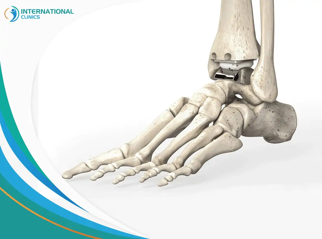 Ankle joint مفصل الكاحل