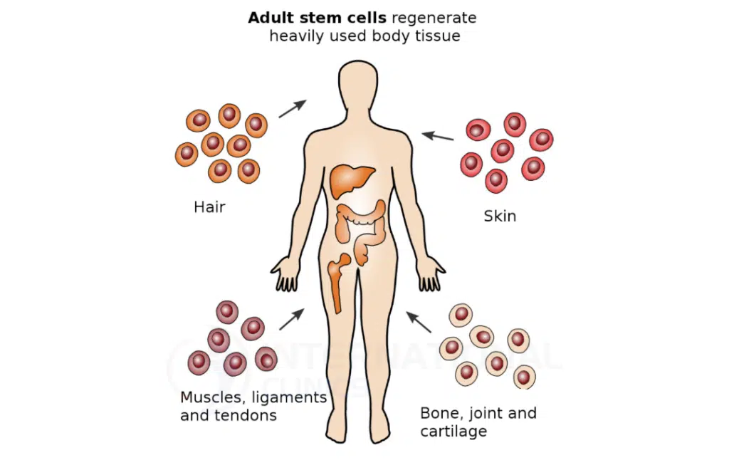 زراعة الخلايا الجذعية